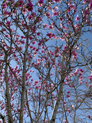 13th Feb 2021 - Early spring blossoms