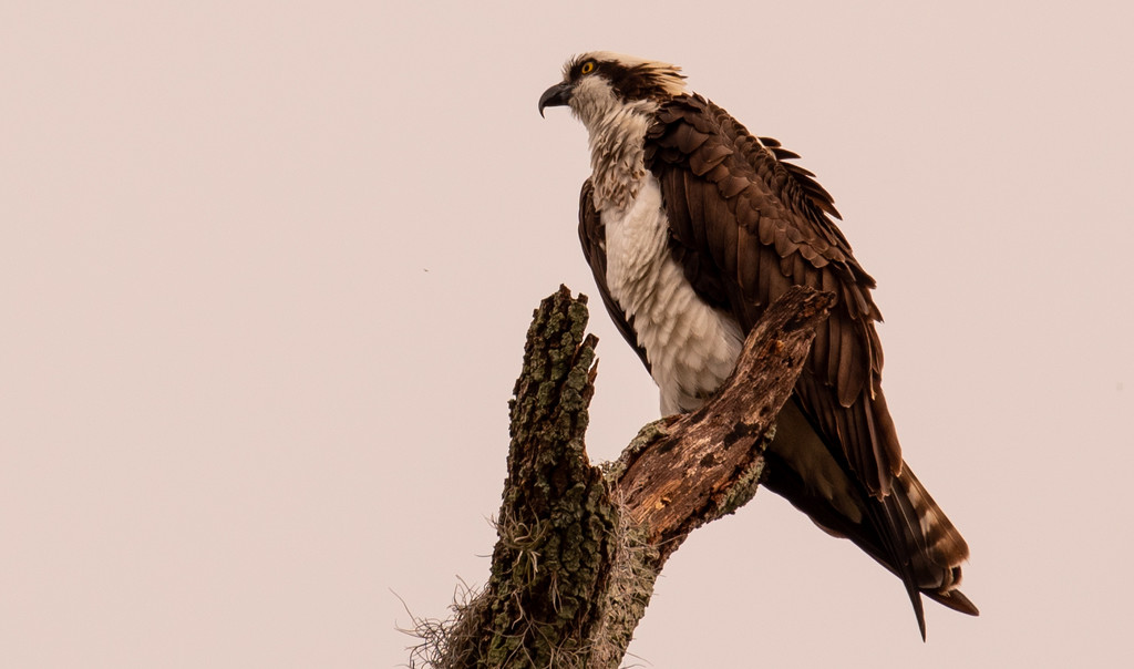 Osprey, Watching Over Things! by rickster549
