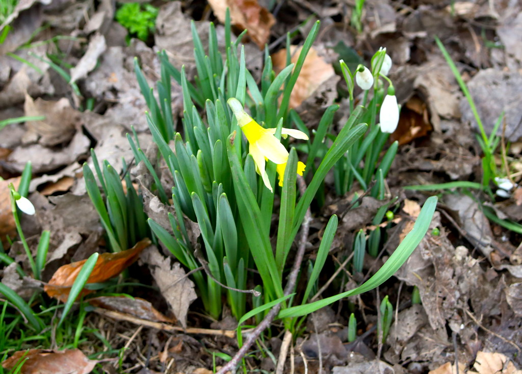 Mini Daffodil by davemockford