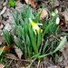 Mini Daffodil by davemockford