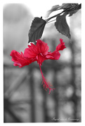 14th Feb 2021 - Flash of Red - Hibiscus Flower