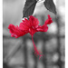 Flash of Red - Hibiscus Flower by ingrid01