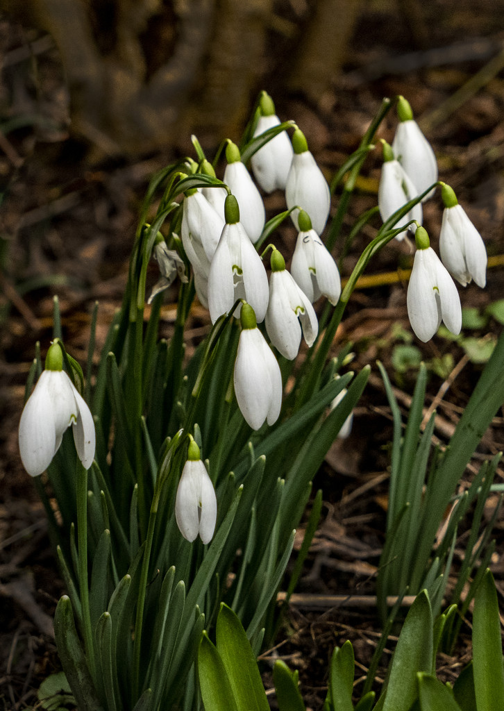 More Snowdrops by clivee