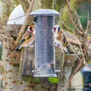 14th Feb 2021 - Pair of Gold Finches 