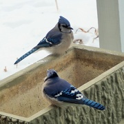 14th Feb 2021 - The blue jay, front and back