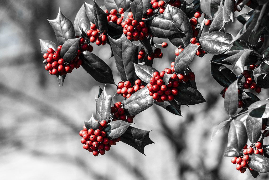 Holly Berries by k9photo