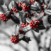 Holly Berries by k9photo