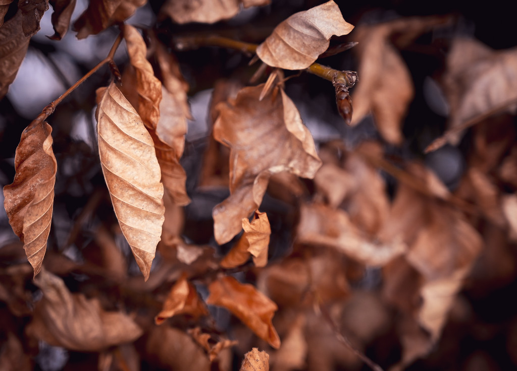 Leaves by toinette