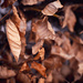 Leaves by toinette