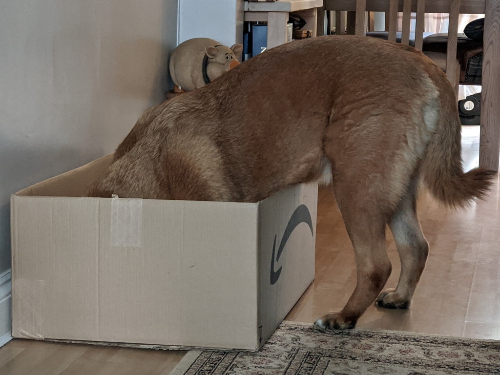 Packing Box by bulldog