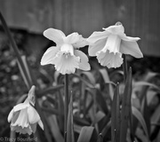 13th Feb 2021 - Daffodils 