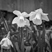 Daffodils  by tracybeautychick