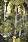 1st Feb 2021 - Growing icicles