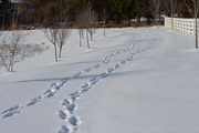 3rd Feb 2021 - Fresh footprints..
