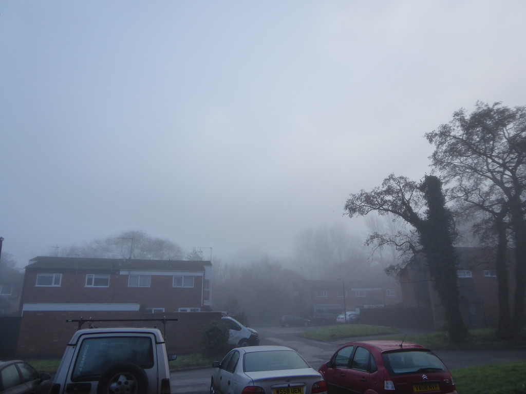 Misty mystery by speedwell