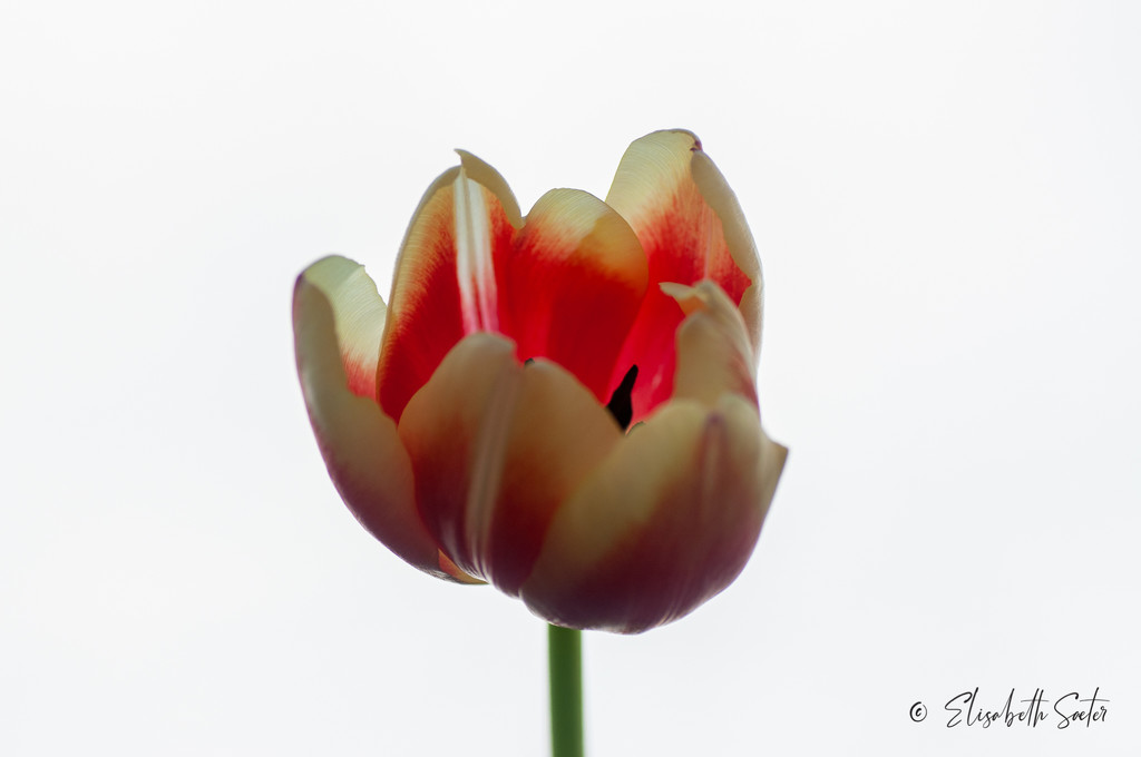 Tulip for mother's day  by elisasaeter
