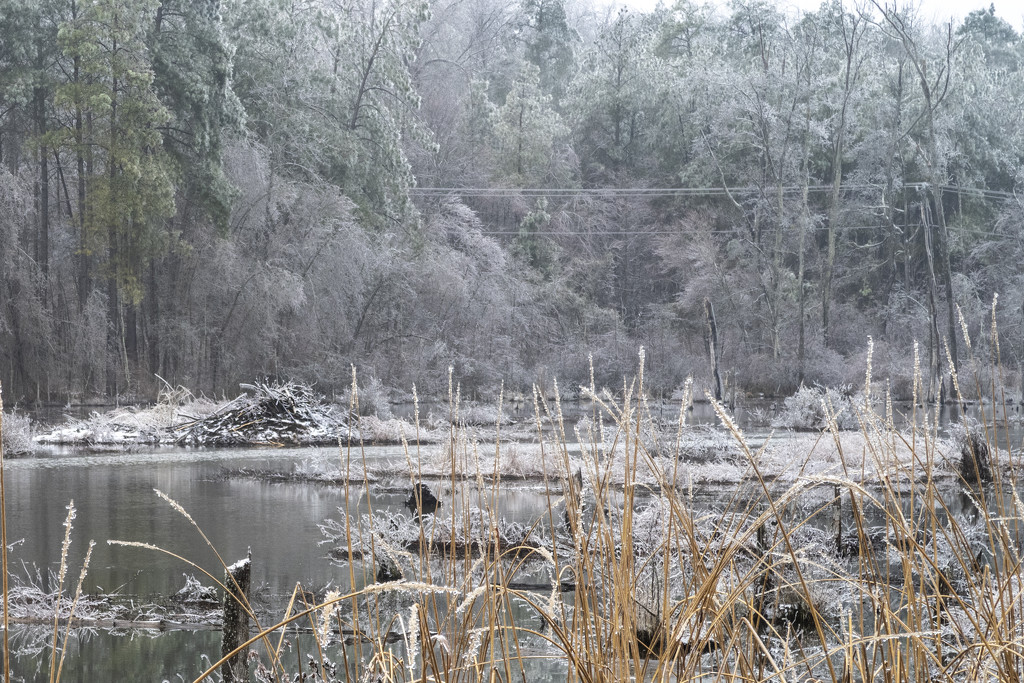 Ice Storm '21 - Beaver Lodge by timerskine