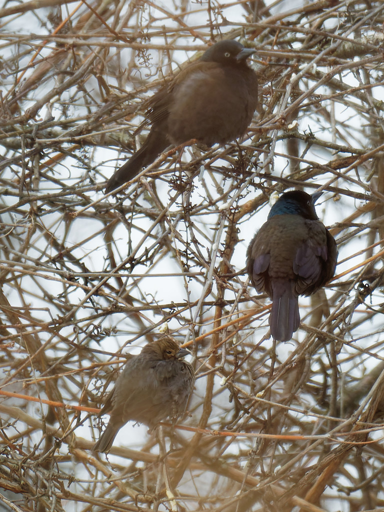 Common grackles and a brown-headed cowbird by rminer