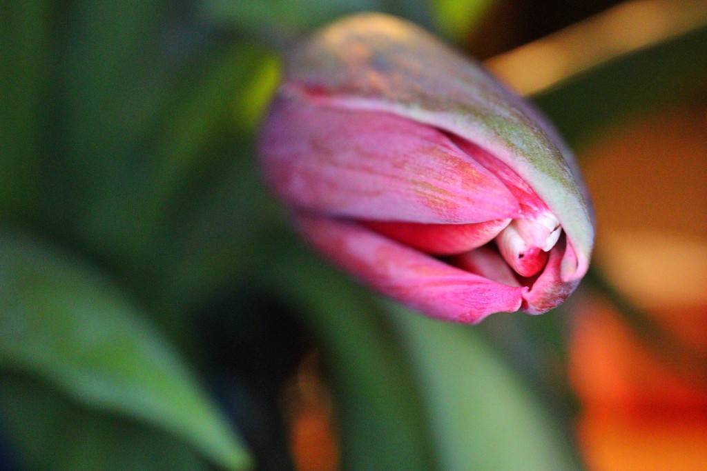 Tulip by okvalle