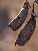 15th Feb 2021 - Showy rattlebox seed pods...