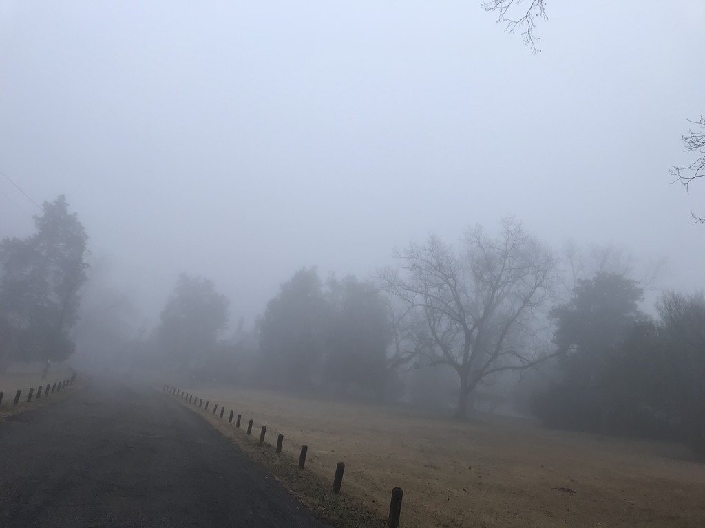 Misty Morning  by gratitudeyear