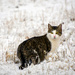 Winter Cat by kareenking