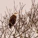 Bald Eagle in the Distance! by rickster549