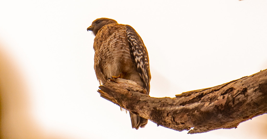 Red Shouldered Hawk in the Old Dead Pine! by rickster549