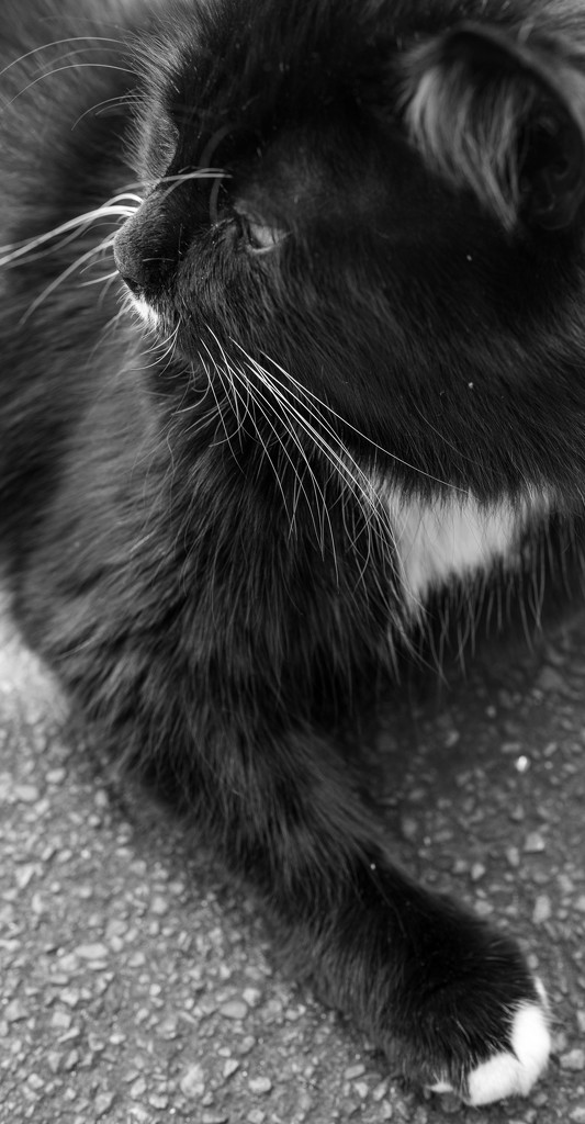 Black and White Cat by yaorenliu