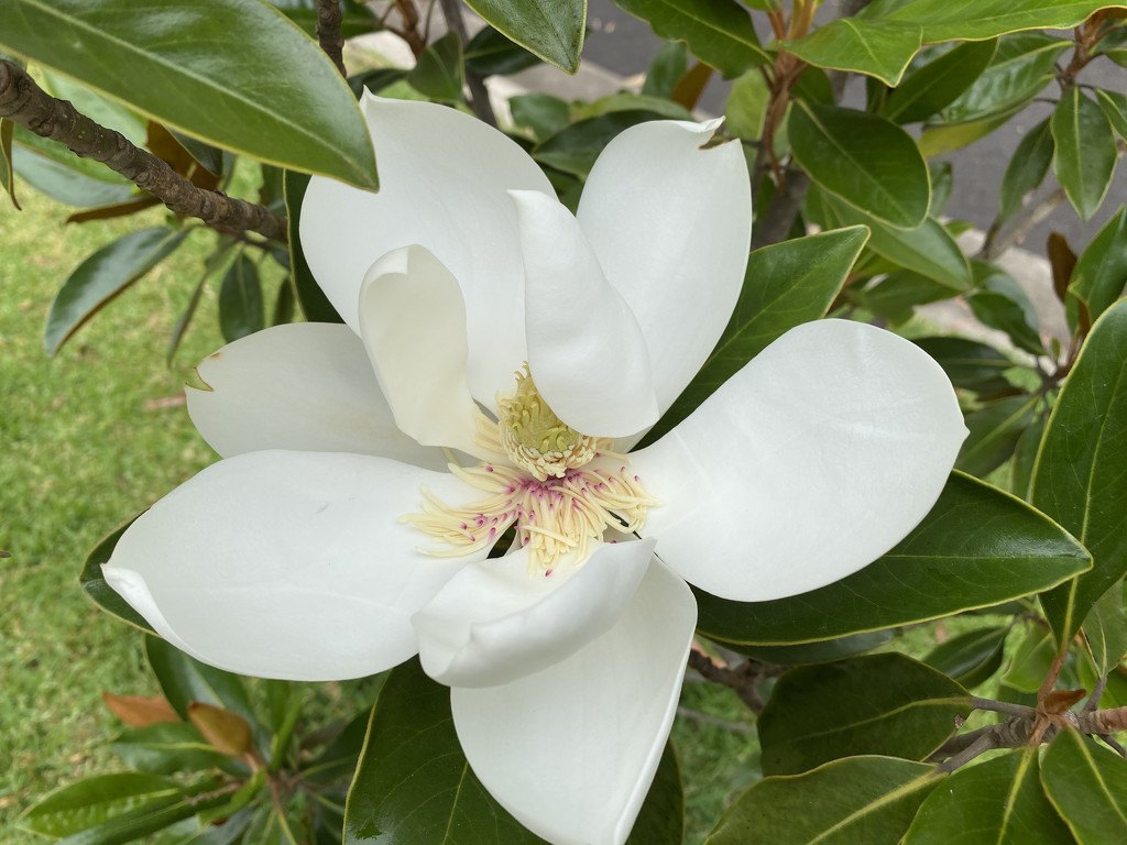 Magnolia by kjarn