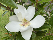 15th Feb 2021 - Magnolia