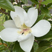 Magnolia by kjarn