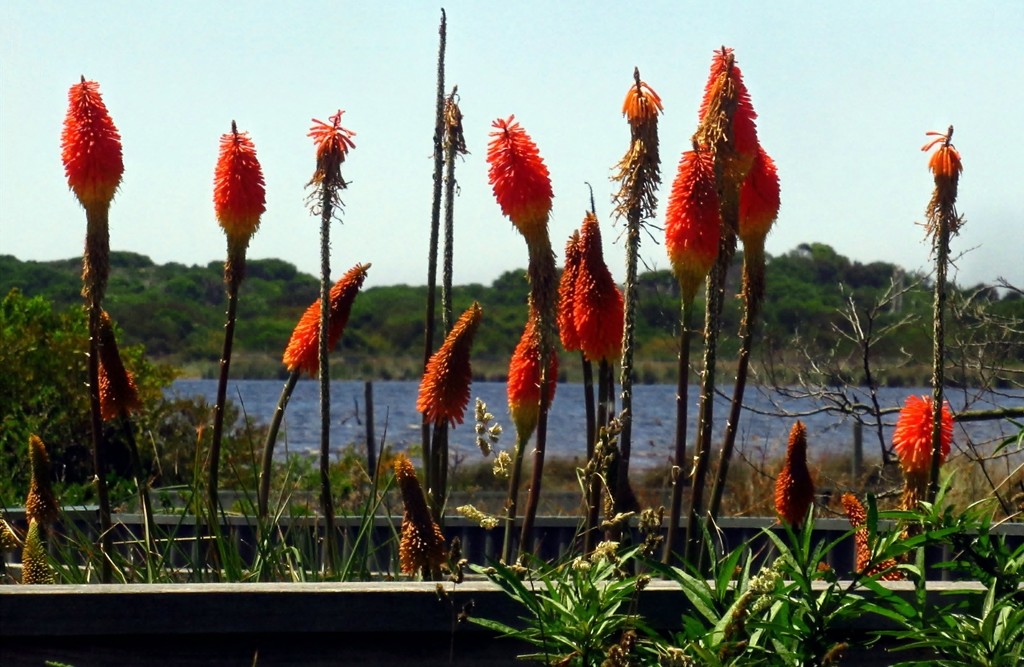 Red Hot Pokers by robz