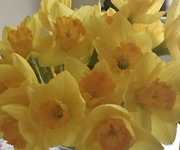9th Feb 2021 - Daffodils.....