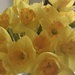 Daffodils..... by anne2013