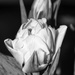 Tulip  by joansmor