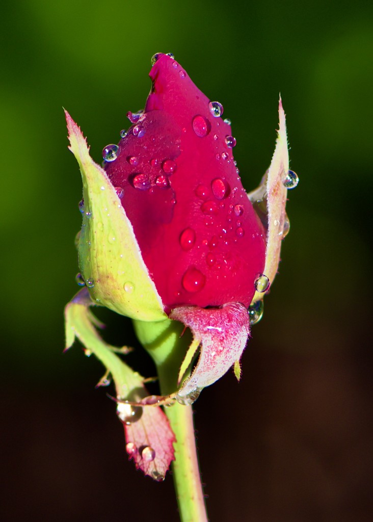 Rosebud In The Morning Light DSC_5071 by merrelyn