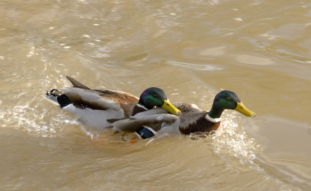 Fighting ducks by clivee