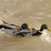 Fighting ducks by clivee