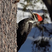 14th Feb 2021 - Ms Pileated