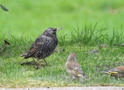 14th Feb 2021 -  Starling in the Garden 