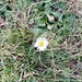 First Daisy by foxes37