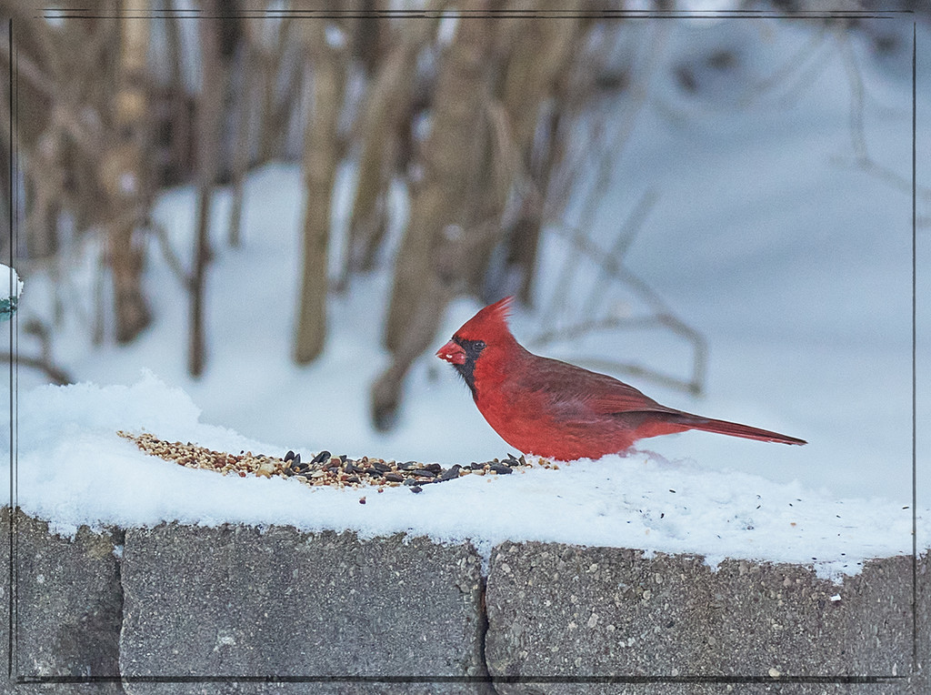 Northern Cardinal Male by gardencat