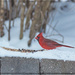Northern Cardinal Male by gardencat