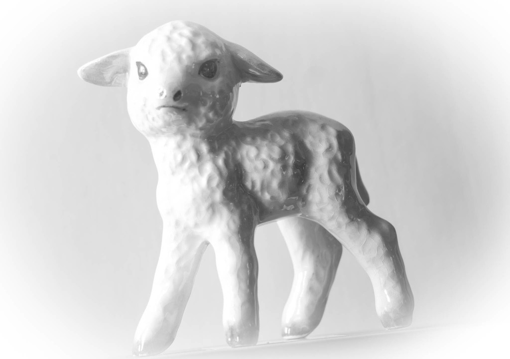 Portrait of a lamb by randystreat