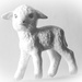 Portrait of a lamb by randystreat