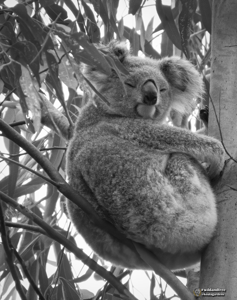 sweet Ellie by koalagardens