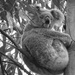 sweet Ellie by koalagardens