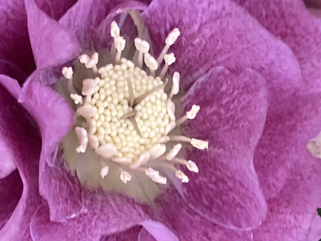 Hellebore Flower by cataylor41