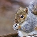 Well Fed Squirrel  by carole_sandford